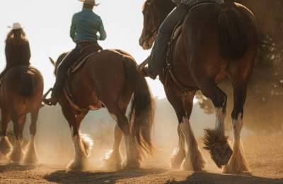Close up of three clydesdale horses walking in a line away from camera with riders