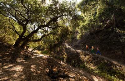 Three women in colorful workout clothes hiking up a trail through oak trees