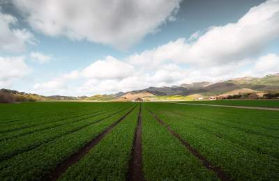 Field full of rows of green crops with mountains and clouds in background