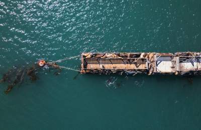 Overhead view of ocean pier with seals lounging