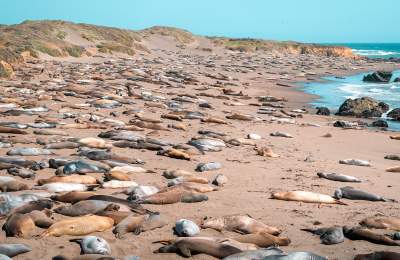 San Simeon beach covered in hundreds of Elephant Seals