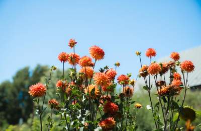 close up of wildflowers