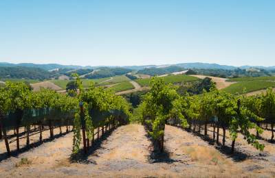 Rolling hills of green grape vines across rolling hills under blue sky.