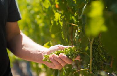 Person holding green grapes that are still on the vine