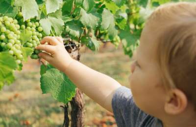 Child picking white grapes