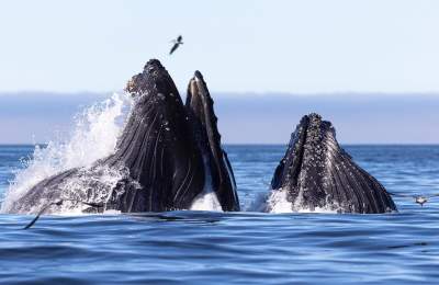 Whales in Morro Bay