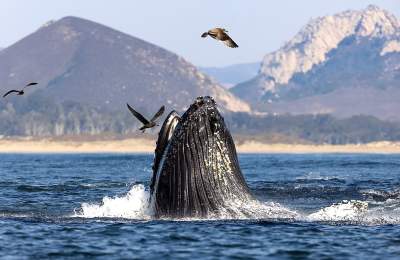 Whale breaching with mountains in background and birds flying