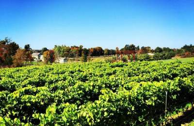Photograph is of green grape vines planted in rows. Orange and brown tree line in background suggest it was taken in fall with a full blue sky overhead.