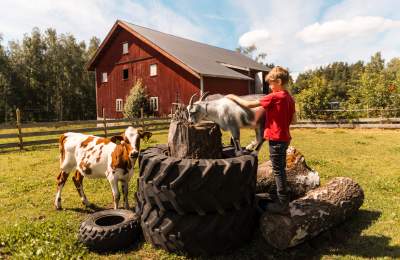 Barn som klappe ren geit på en gård med ku og kylling