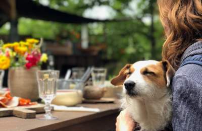 Dog on owners lap at table