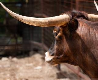 Visiting the Austin Zoo