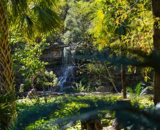 Visiting the Zilker Botanical Garden