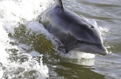 Dolphin surfing the wake