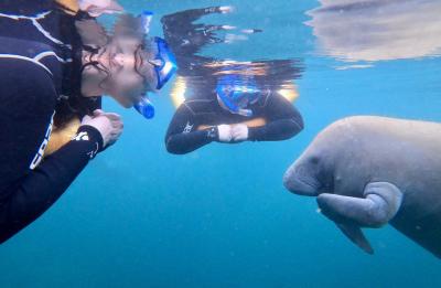 Swim with the Manatees