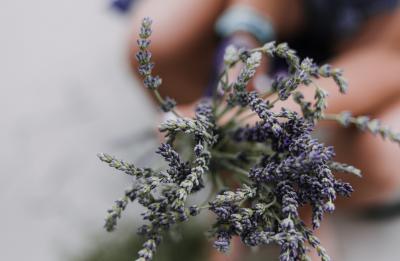 Dry Lavender Bundles and other Handcrafted Lavender products available