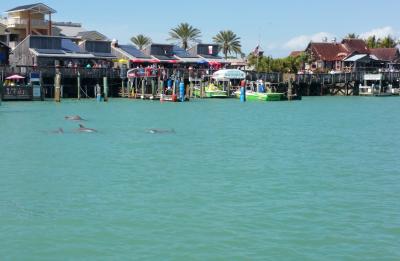 Dolphins in John's Pass neighboring Madeira Bay Resort