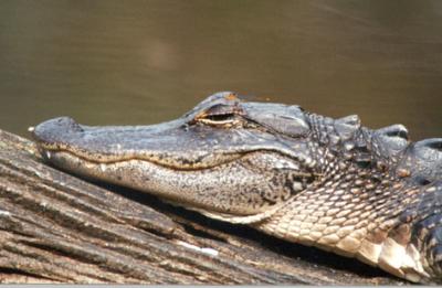 Alligator resting on log.