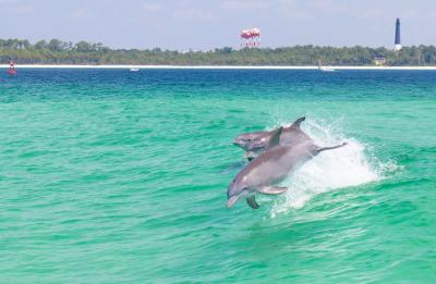 Chase-n-fins