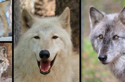 Shy Wolf Sanctuary | Naples, FL