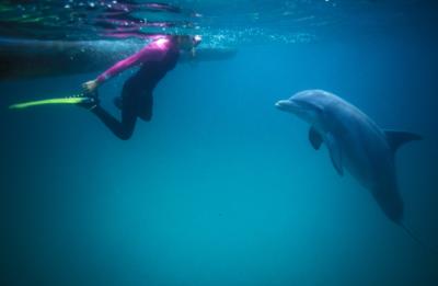 Encounter with a Wild Dolphin
