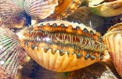 Scallop with the Plantation Adventure Center From July 1st to September 24th
