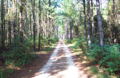 Wakulla State Forest Trail