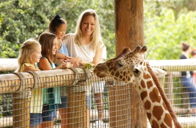 Giraffe Feeding