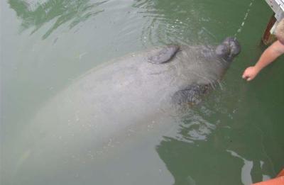 Manatee taking a drink
