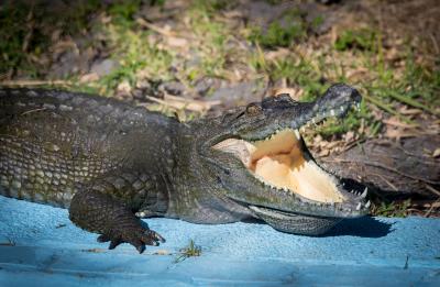 Teeth so close - You can count them!