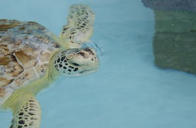 Mote Marine Lab Turtle