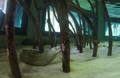 Eel in Mangrove Aquarium