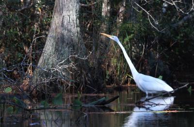 Great Egret by Walt Spence