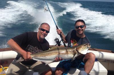 Cobia