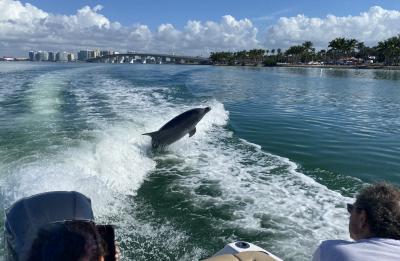 Dolphin Tour - Sarasota Bay