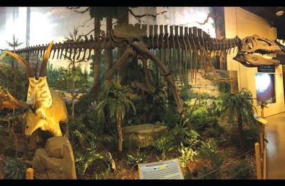 Giganotosaurus Dinosaur Skeleton