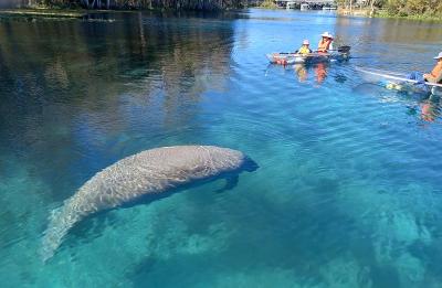 Enjoy breathtaking views of the crystal clear water on our manatee tours at Silver Springs