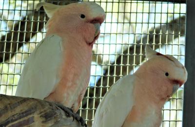 Cotton and Candy