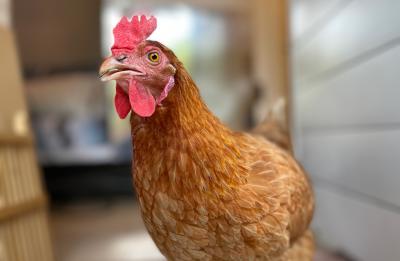 Amelia the Chicken - Official Greeter