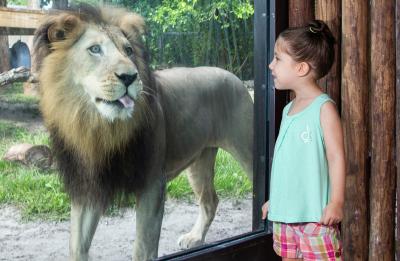 Get Closer to Lions at Naples Zoo