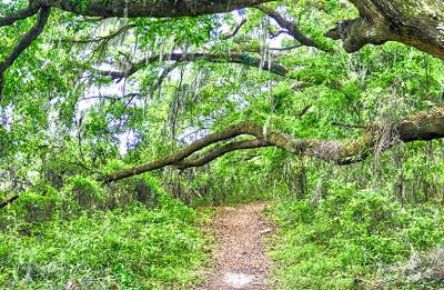 Bike Trails at San Felasco