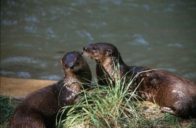 River Otters