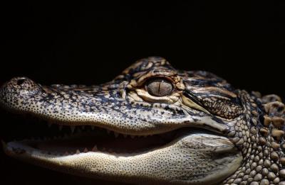 Florida Alligator