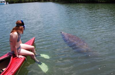 Get some surprise visits from the manatees that frequent our docks!