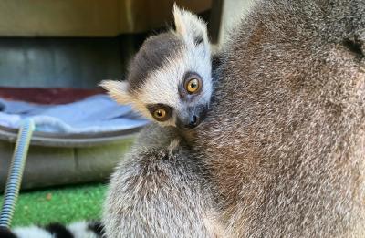 Baby Ring-tailed Lemur