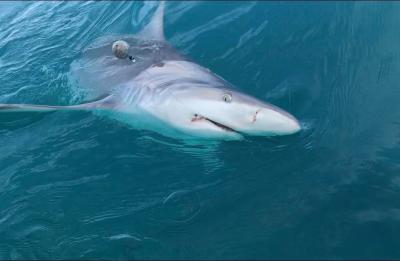 Shark on the hook