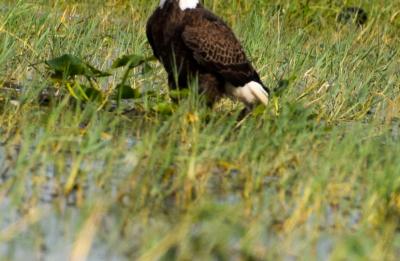 Airboat Tour - Bald Eagle