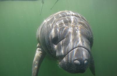 Curious Manatee Calf