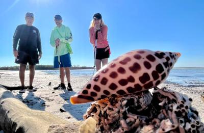 Junonia, Ten Thousand Islands National Wildlife Refuge