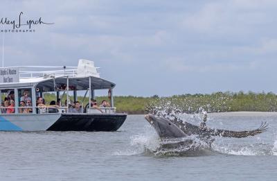 Passengers on our Dolphin and Manatee Tour Boat watching a dolphin and pelican playing!