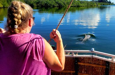 Dolphin Sightseeing Tours
